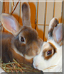 Cherry and Inky the Mini Rex Rabbits