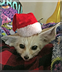 Siren the Fennec Fox