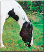 Jet the Paint Horse