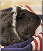 Wig Wig the Abyssinian Guinea Pig