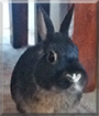 Cro the Dwarf Rabbit
