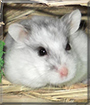 Bandit the Hamster