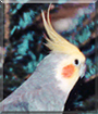 Jojo the Cockatiel