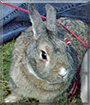 Dash the Rabbit