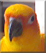 Bird the Sun Conure