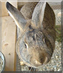 Rita the Rabbit