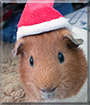 Thor the Guinea Pig