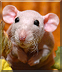 Móó-Shó the Hairless Dumbo Rat