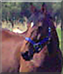 Veritas the Hanoverian Horse