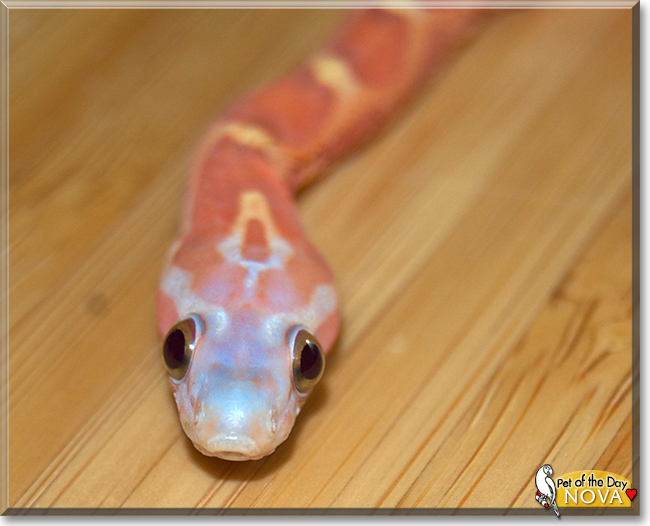 Nova the Cornsnake, the Pet of the Day