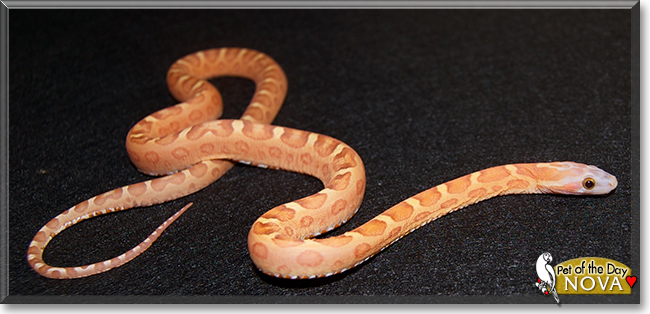 Nova the Cornsnake, the Pet of the Day