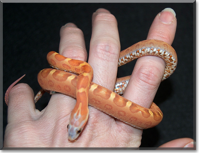 Nova the Cornsnake, the Pet of the Day