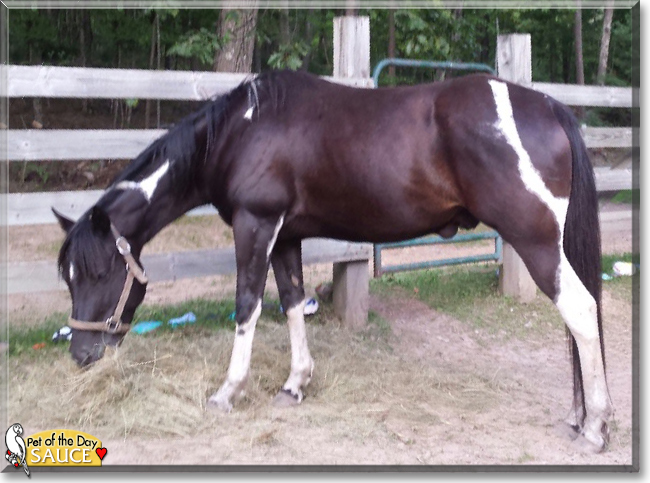 Sauce the Quarter Horse/Paint mix, the Pet of the Day