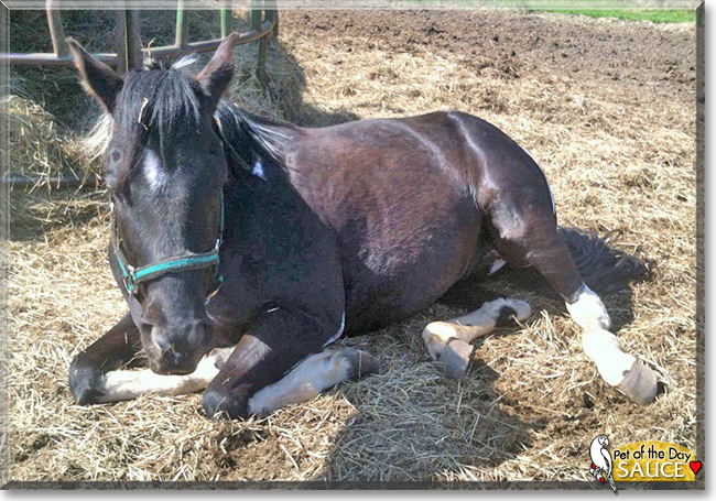 Sauce the Quarter Horse/Paint mix, the Pet of the Day