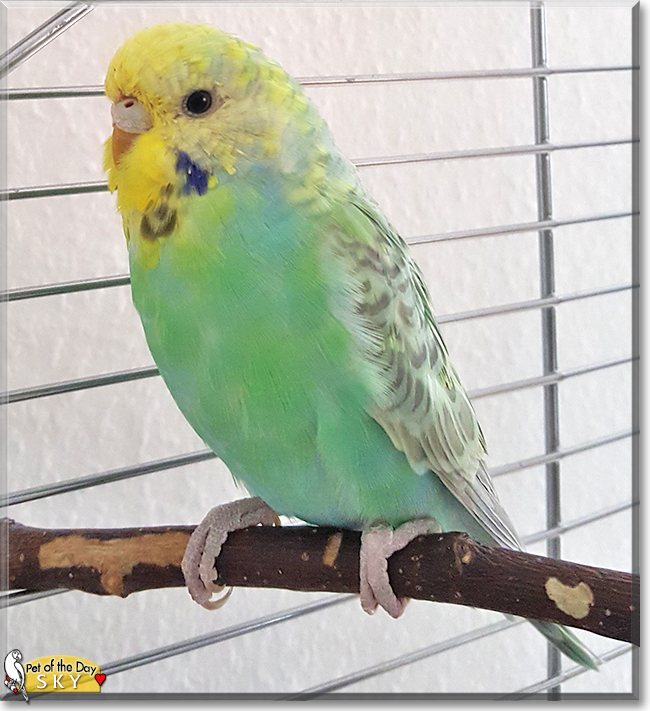 Sky the Budgerigar, the Pet of the Day