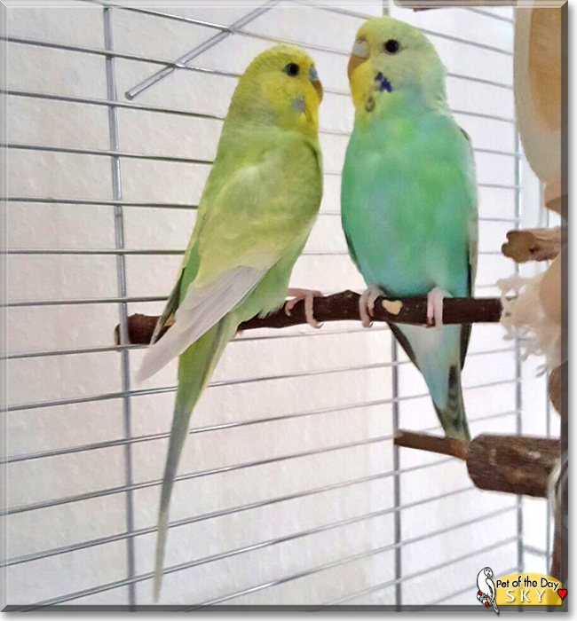 Sky the Budgerigar, the Pet of the Day