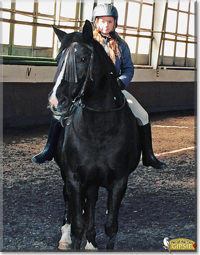 Gipsie the Cross-bred Horse, the Pet of the Day