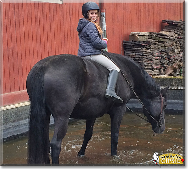 Gipsie the Cross-bred Horse, the Pet of the Day