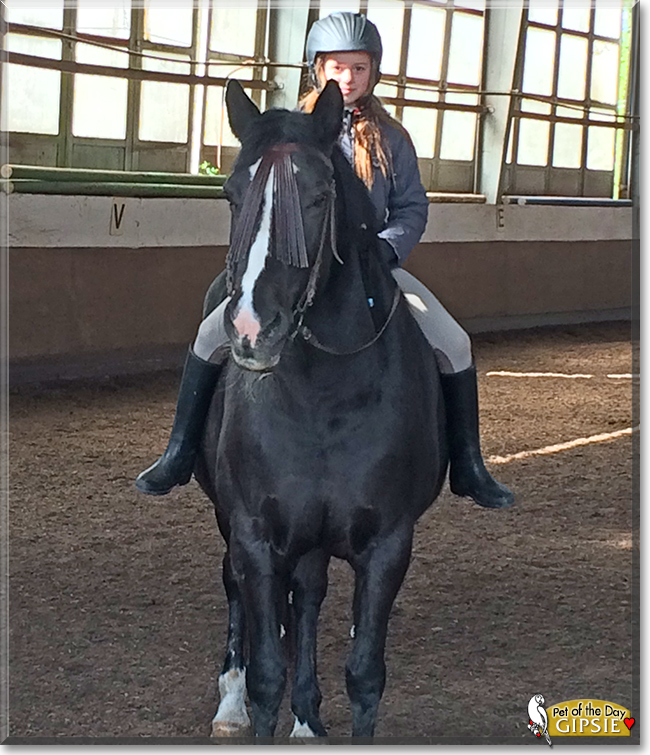 Gipsie the Cross-bred Horse, the Pet of the Day