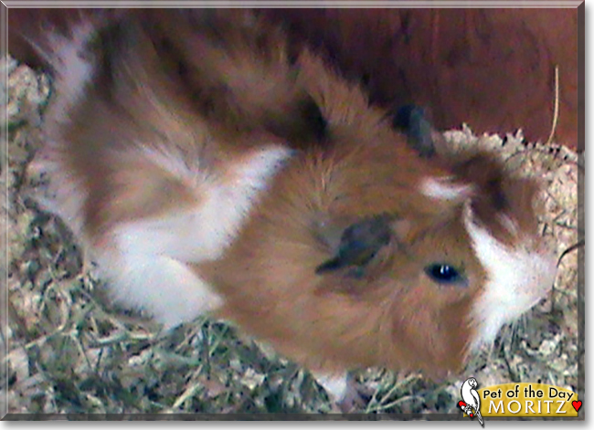Moritz the Abyssinian Guinea Pig, the Pet of the Day