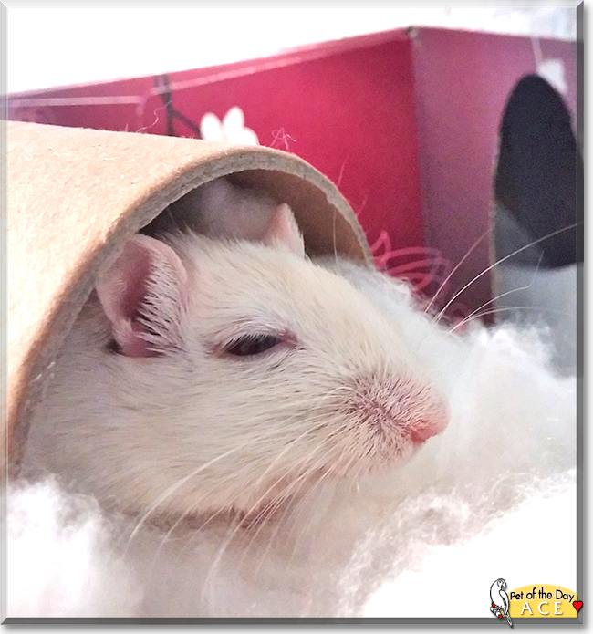Ace the Gerbil, the Pet of the Day