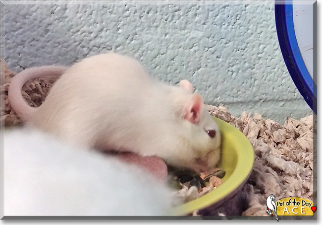 Ace the Gerbil, the Pet of the Day