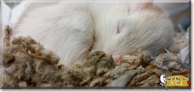 Ace the Gerbil, the Pet of the Day
