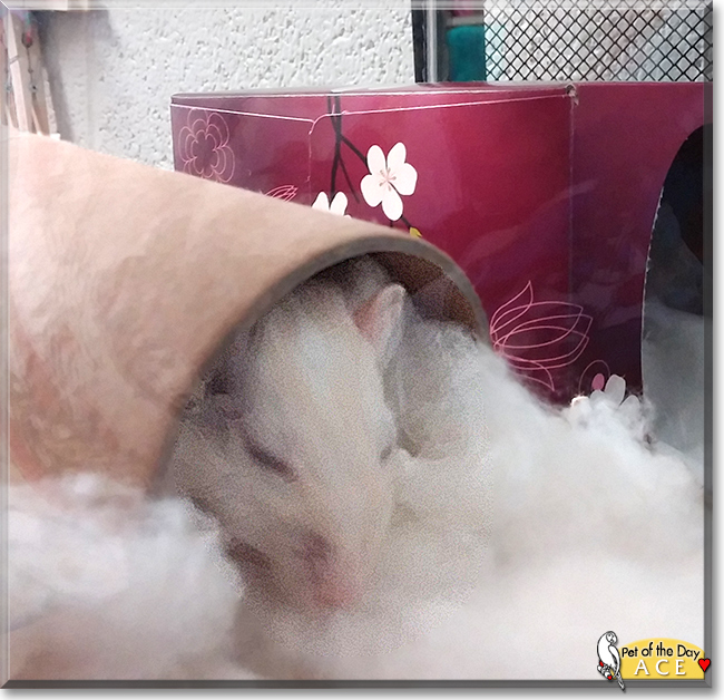 Ace the Gerbil, the Pet of the Day