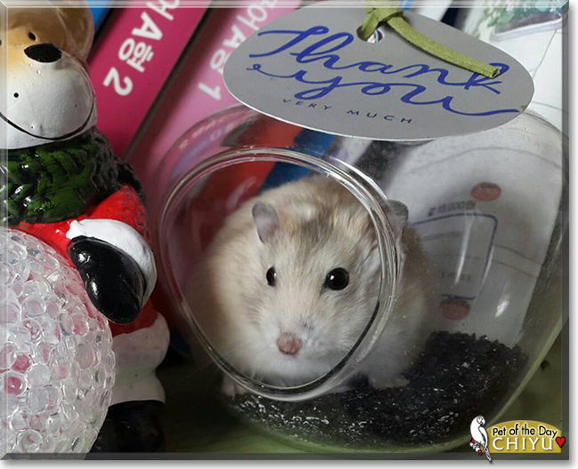 Chiyu the Dwarf Hamster, the Pet of the Day