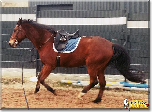 Edino the German Riding Horse, the Pet of the Day