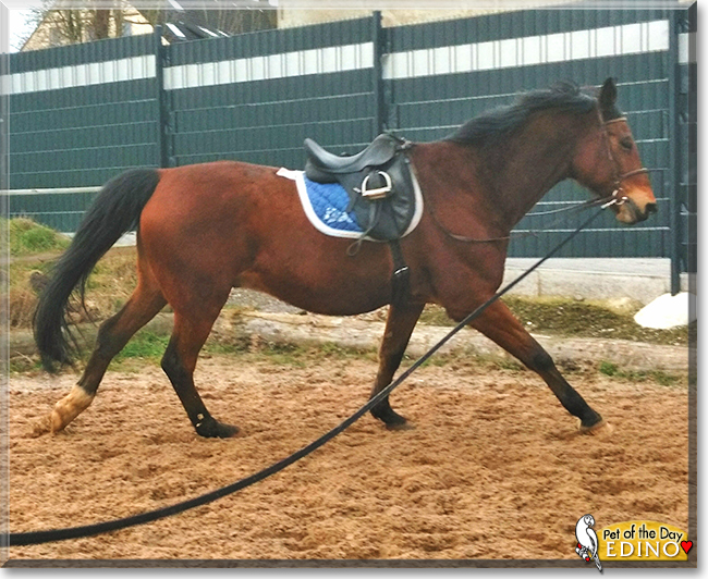 Edino the German Riding Horse, the Pet of the Day