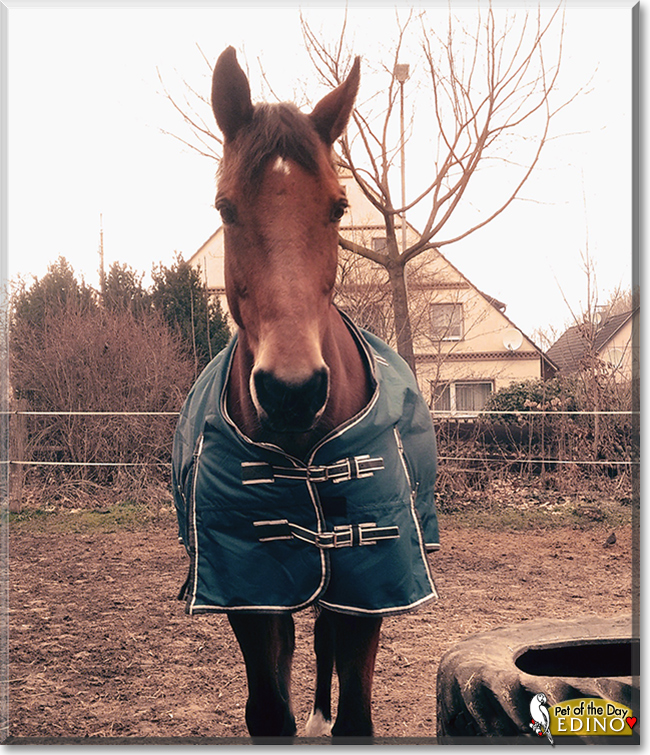 Edino the German Riding Horse, the Pet of the Day