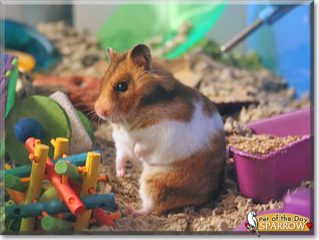 Sparrow the Syrian Hamster, the Pet of the Day