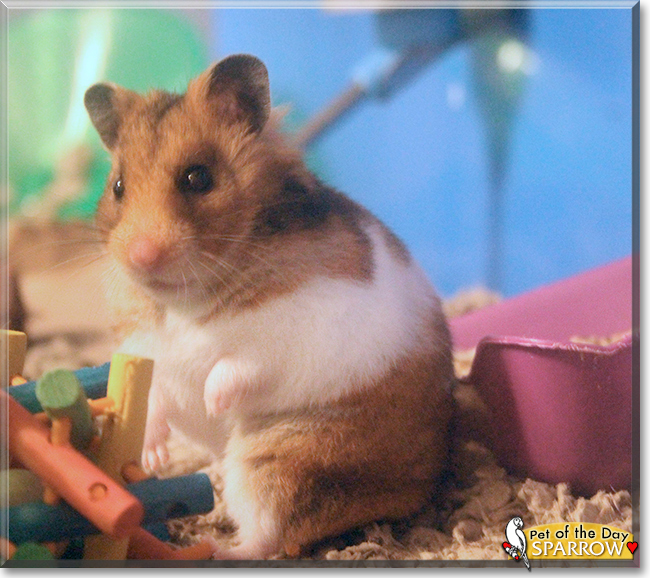 Sparrow the Syrian Hamster, the Pet of the Day