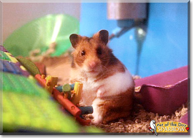 Sparrow the Syrian Hamster, the Pet of the Day