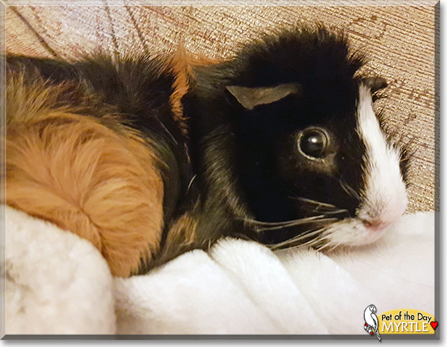 Myrtle the Guinea Pig, the Pet of the Day