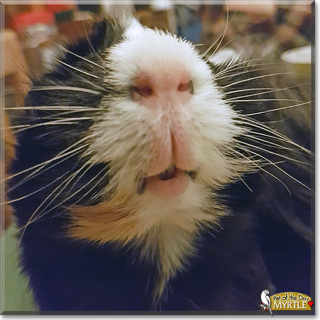 Myrtle the Guinea Pig, the Pet of the Day