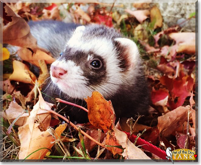 Tank the Ferret, the Pet of the Day