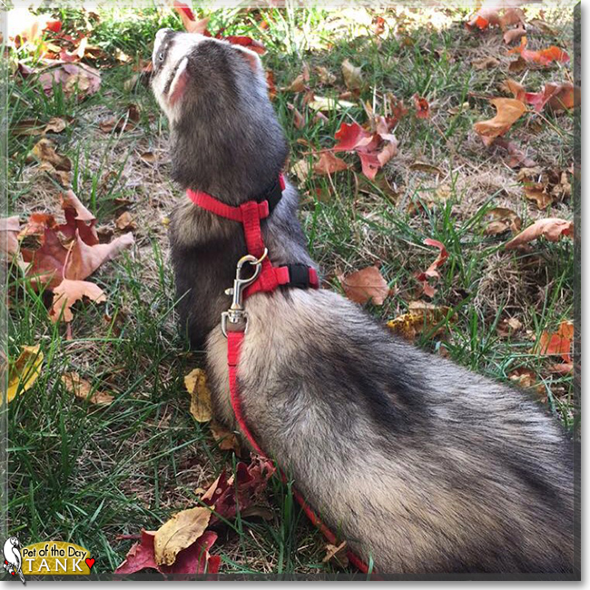 Tank the Ferret, the Pet of the Day