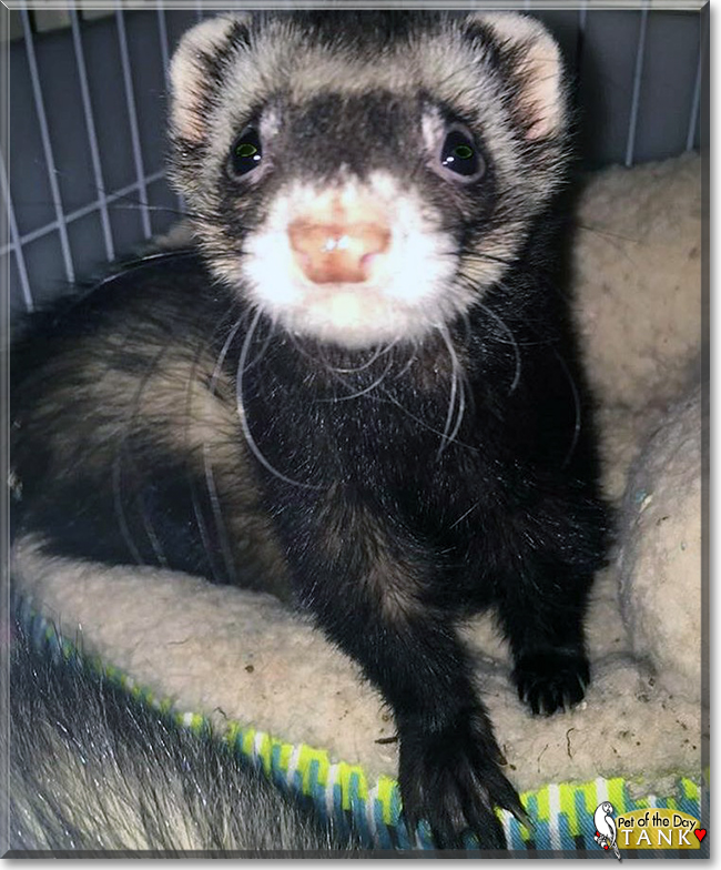 Tank the Ferret, the Pet of the Day