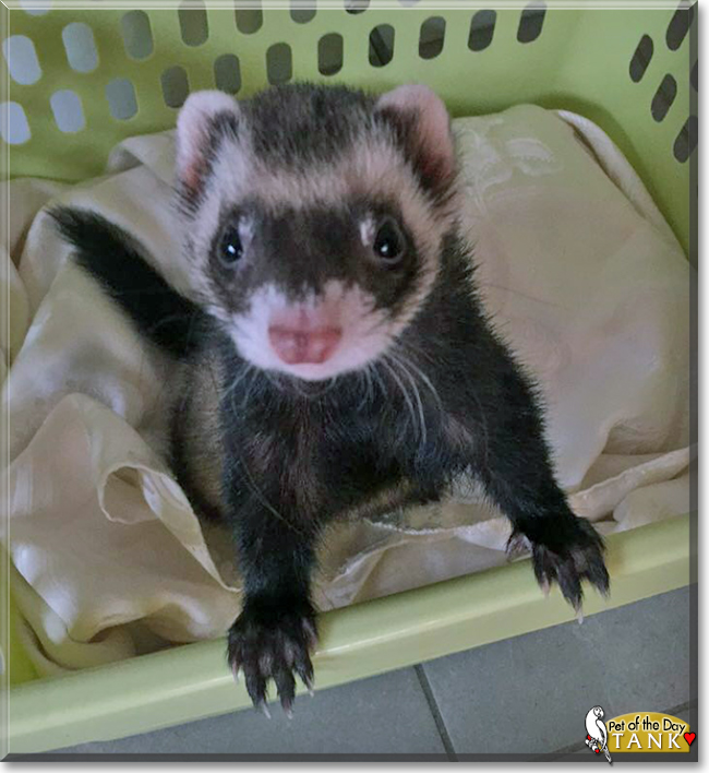 Tank the Ferret, the Pet of the Day