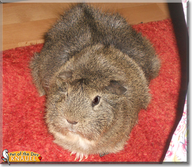 Knäuel the Abyssinian Guinea Pig, the Pet of the Day