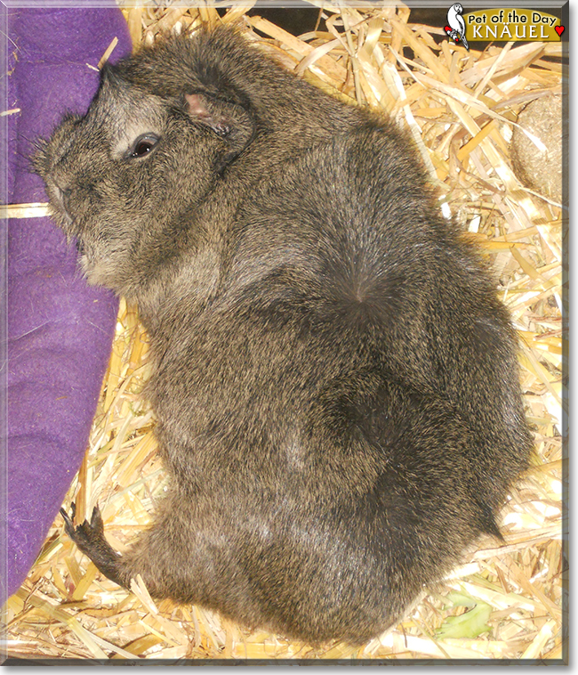 Knäuel the Abyssinian Guinea Pig, the Pet of the Day