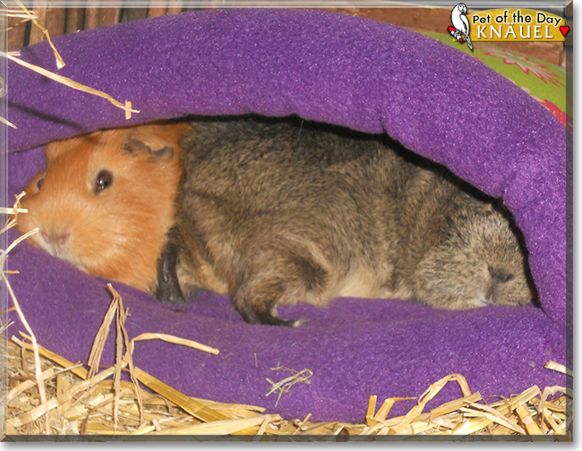 Knäuel the Abyssinian Guinea Pig, the Pet of the Day