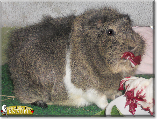 Knäuel the Abyssinian Guinea Pig, the Pet of the Day