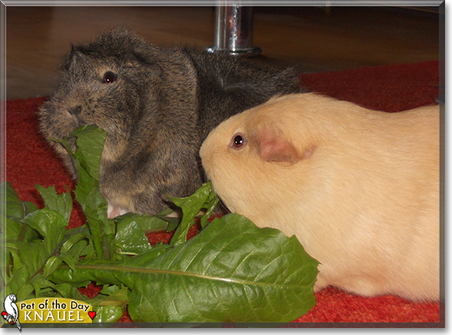Knäuel the Abyssinian Guinea Pig, the Pet of the Day