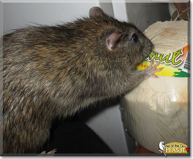 Hiasje the Brown Rat, the Pet of the Day