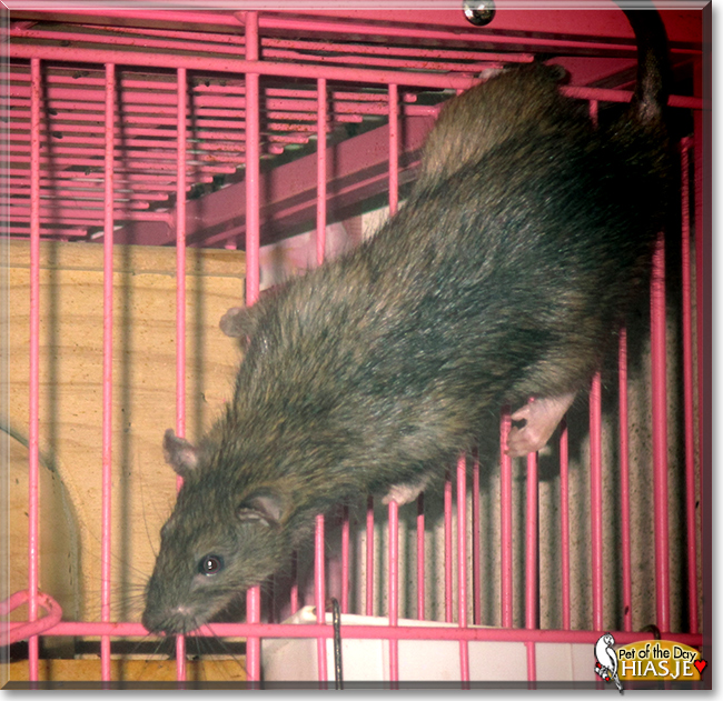 Hiasje the Brown Rat, the Pet of the Day