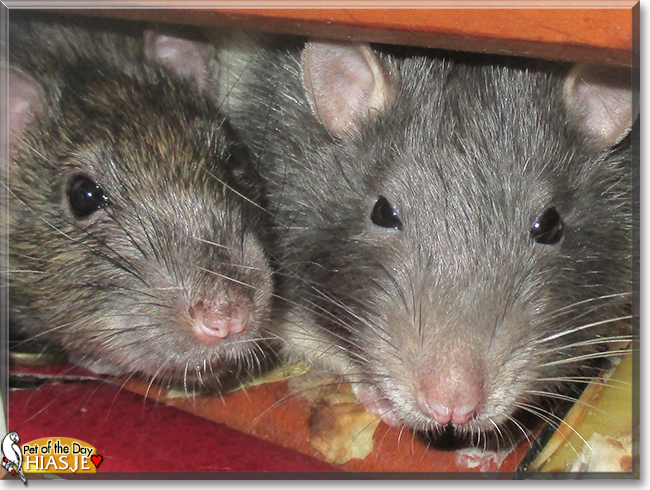 Hiasje the Brown Rat, the Pet of the Day