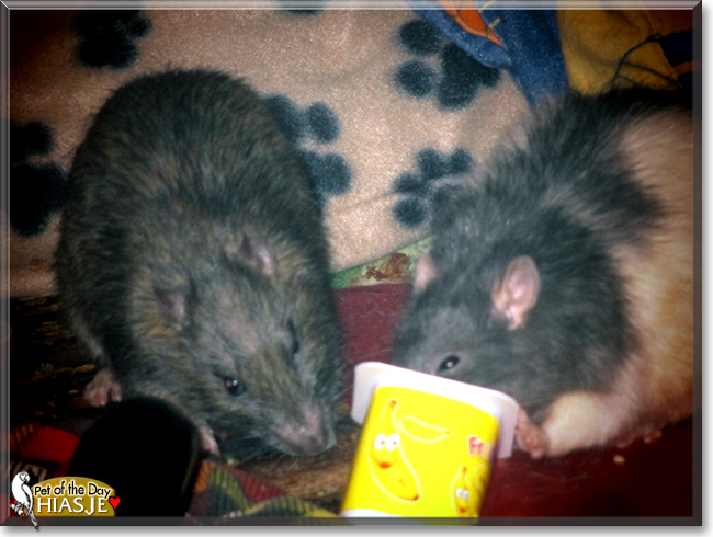 Hiasje the Brown Rat, the Pet of the Day